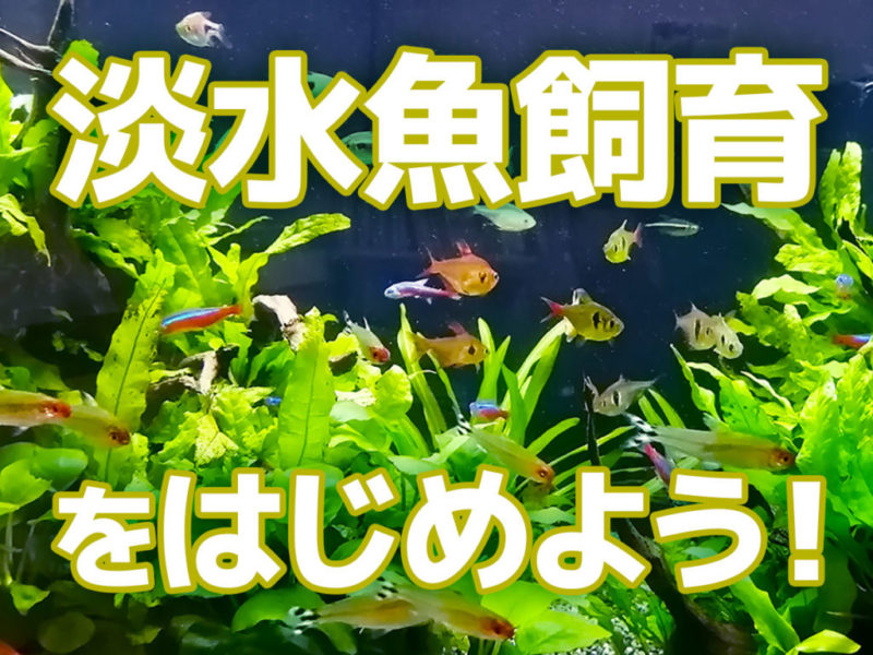 淡水魚飼育をはじめよう!の文字と水草水槽を泳ぐ小型魚類