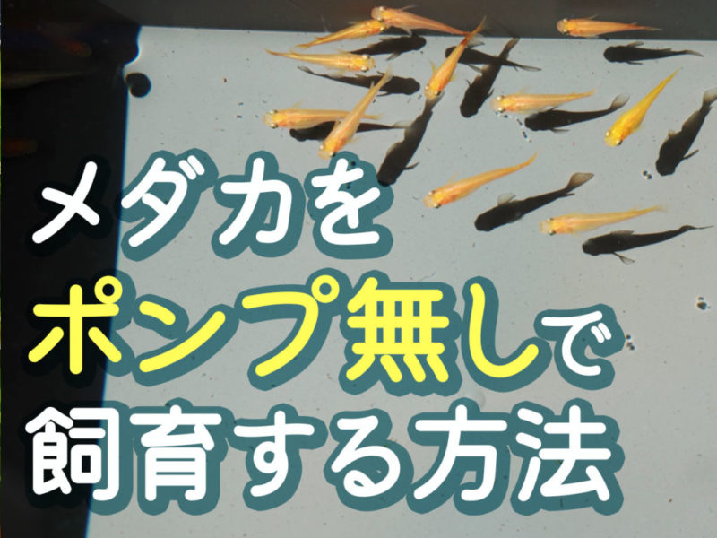 メダカをポンプ無しで飼育する方法の見出し画像