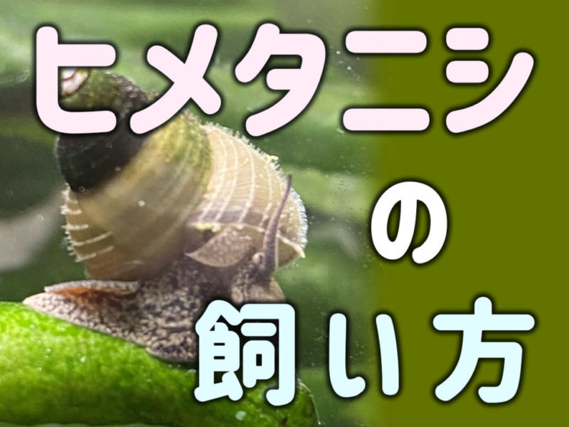 ヒメタニシの飼い方の文字と水草に乗る貝の見出し画像
