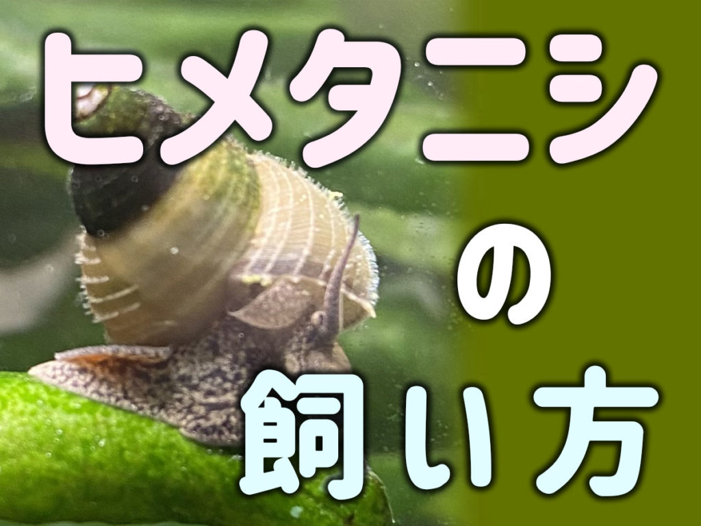 ヒメタニシの飼い方を徹底解説！混泳向きでも注意が必要？濾過摂食とはのサムネイル画像