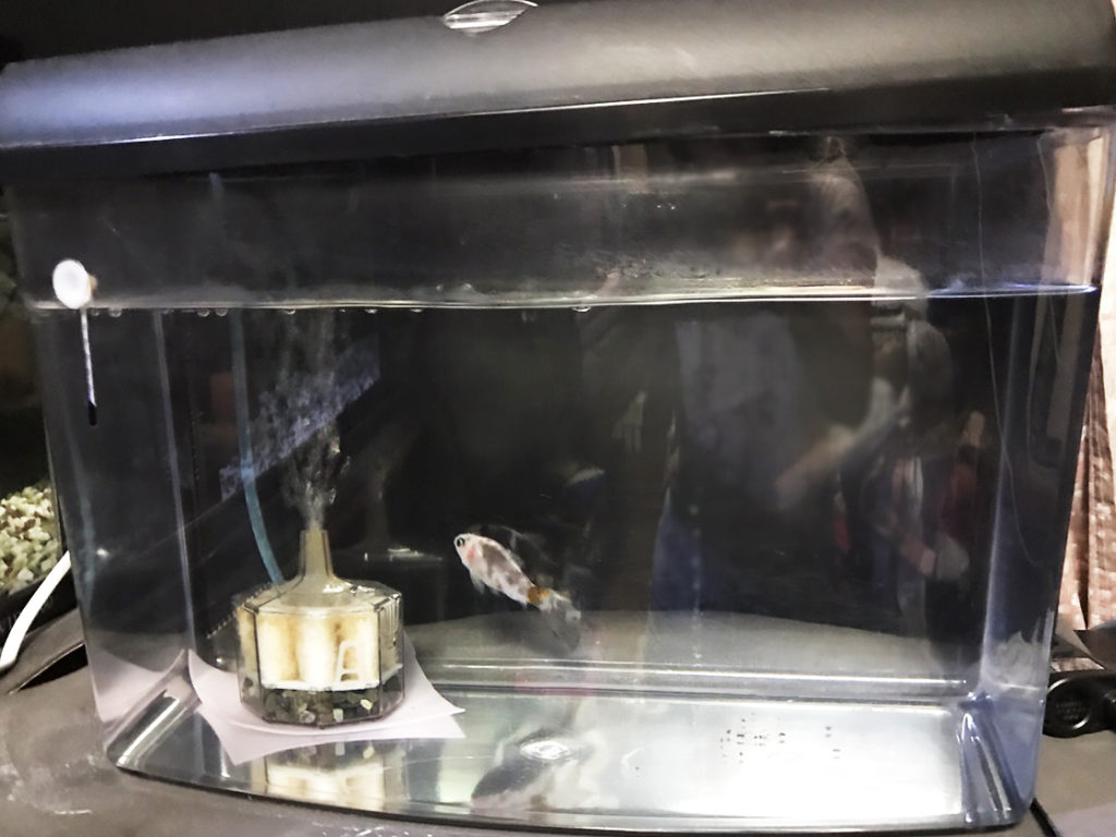 投げ込み式フィルターと金魚一匹が泳ぐ小型水槽