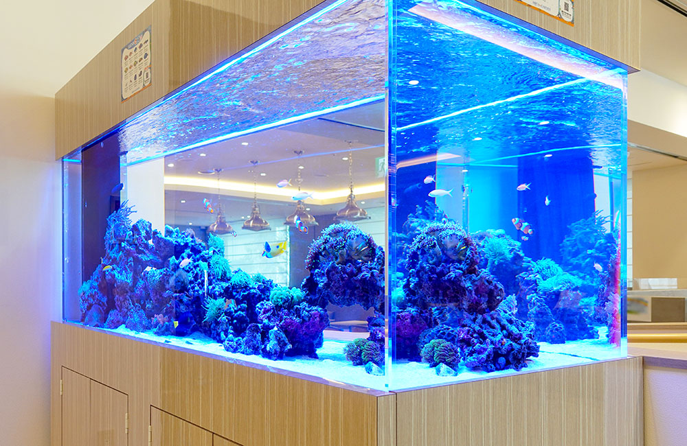 青い照明に照らされた大型の海水魚水槽とライブロック