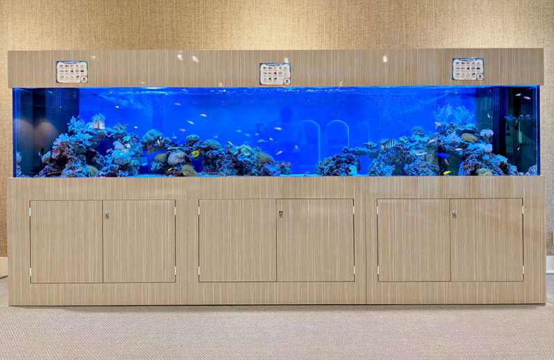 大迫力の3.5ｍ水槽！ホテルフローラ船橋のサンゴ水槽その1 水槽画像５