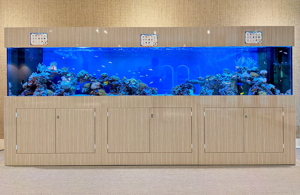 木目調の大型水槽台に設置された海水魚水槽の全景