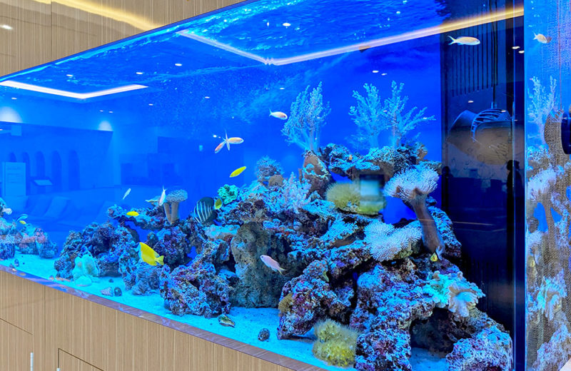 大迫力の3.5ｍ水槽！ホテルフローラ船橋のサンゴ水槽その1 水槽画像３