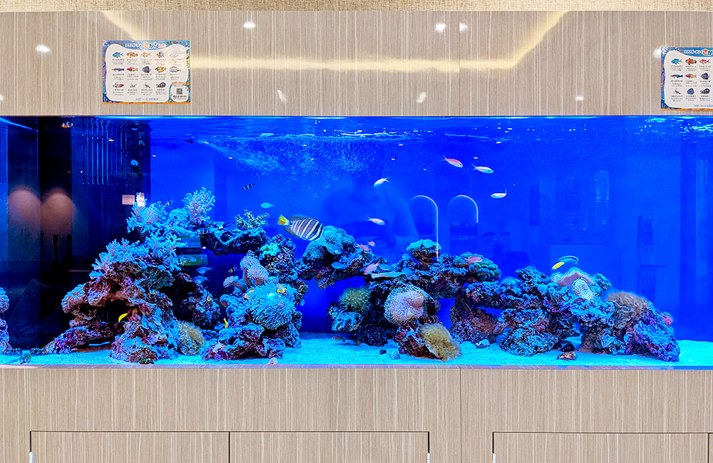 青い照明の大型海水魚水槽とライブロックのレイアウト