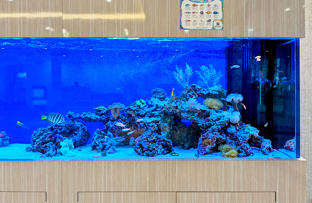 青い照明の海水魚水槽とライブロックのレイアウト