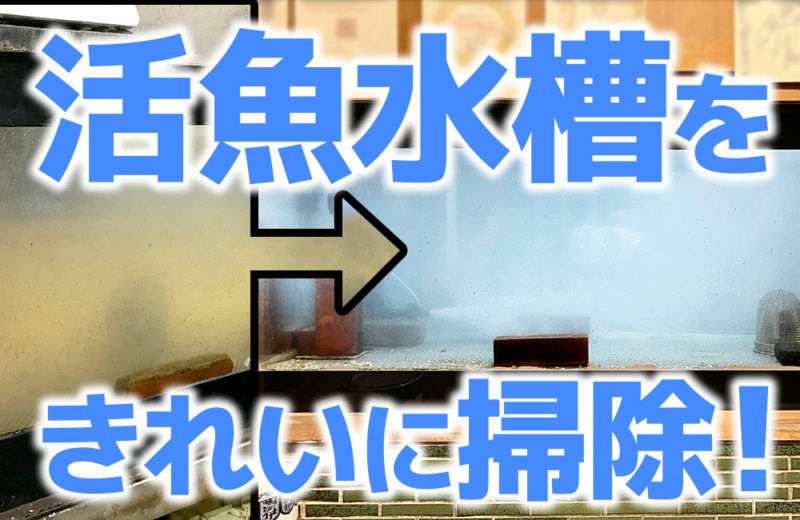 飲食店の活魚水槽を掃除!スポットメンテナンス事例 水槽画像1