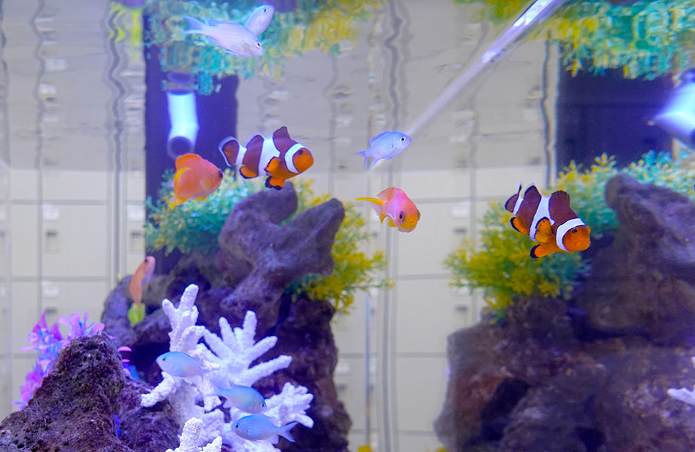 カクレクマノミやスズメダイが泳ぐ海水魚水槽のレイアウト
