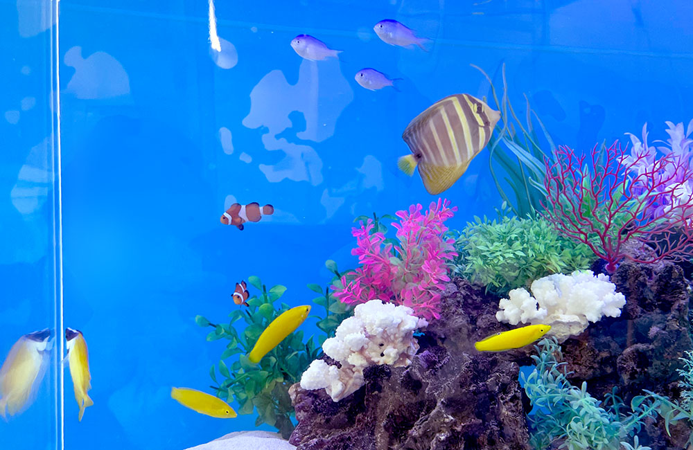 青い背景の水槽を泳ぐ海水魚とサンゴのレイアウト