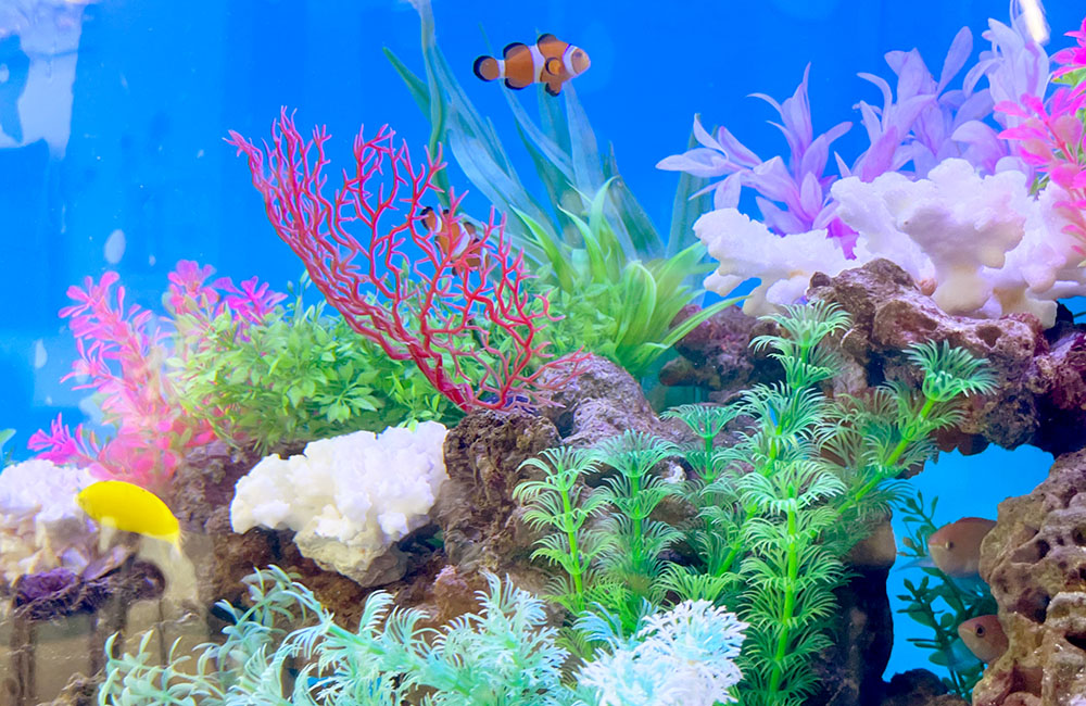 カクレクマノミと人工水草を配置した海水魚水槽のレイアウト