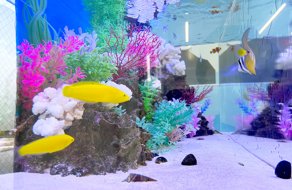 黄色い海水魚とカラフルな人工サンゴの海水魚水槽
