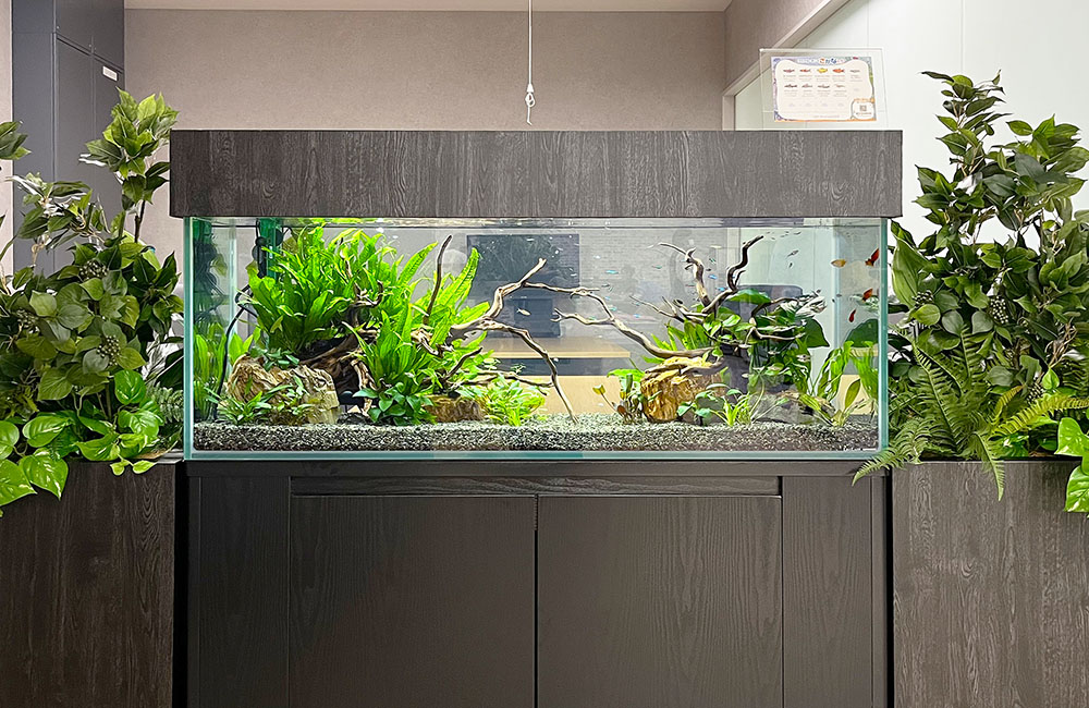 流木と水草を配置した大型の淡水魚水槽と観葉植物