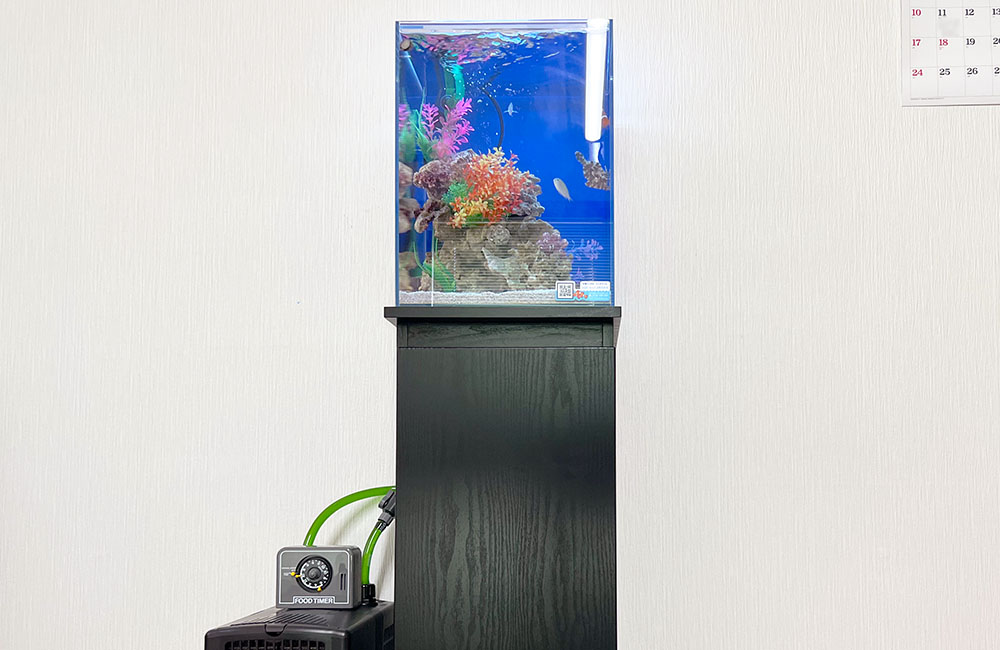 黒い水槽台に設置された小型の海水魚水槽と水槽用クーラー