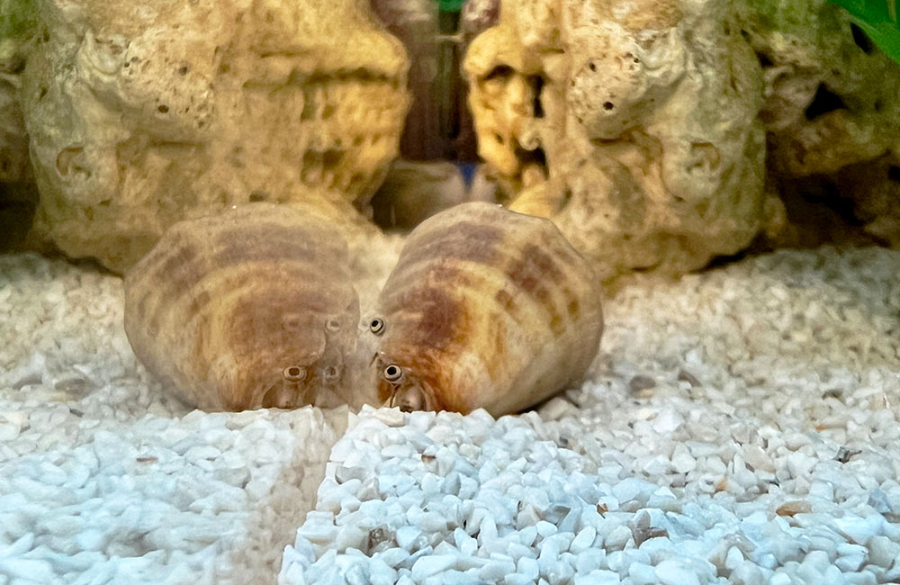 白い砂利の上で岩を背にするマガキガイの仲間