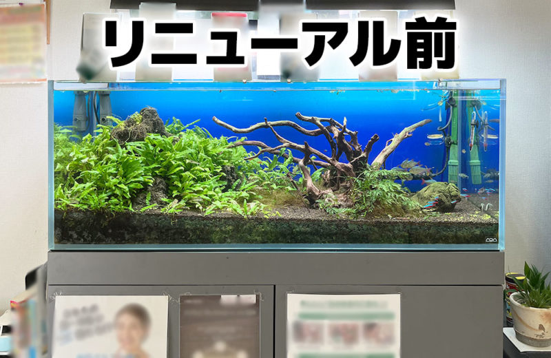 120cm水槽をリニューアル！歯科クリニックのアクアテラリウム水槽 水槽画像３