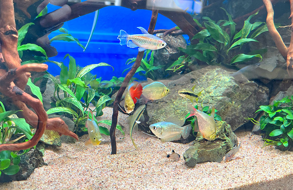流木と水草を配置した水槽を泳ぐ熱帯魚とコリドラスの仲間