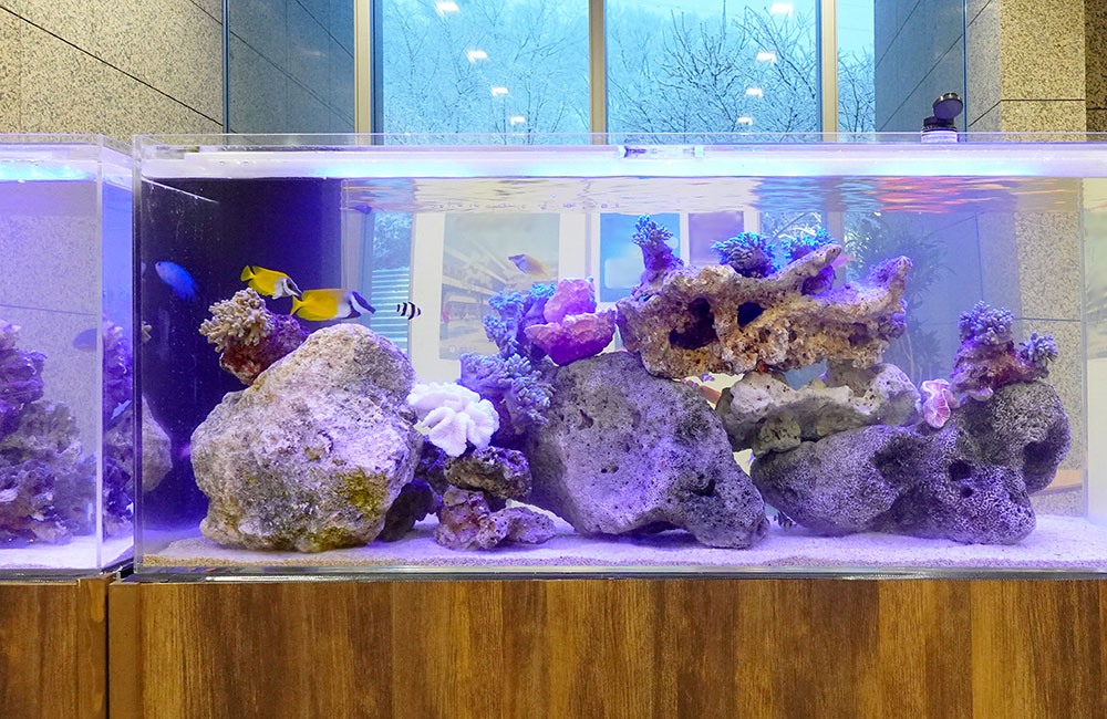 ライブロックと海水魚が泳ぐ大型の海水魚水槽