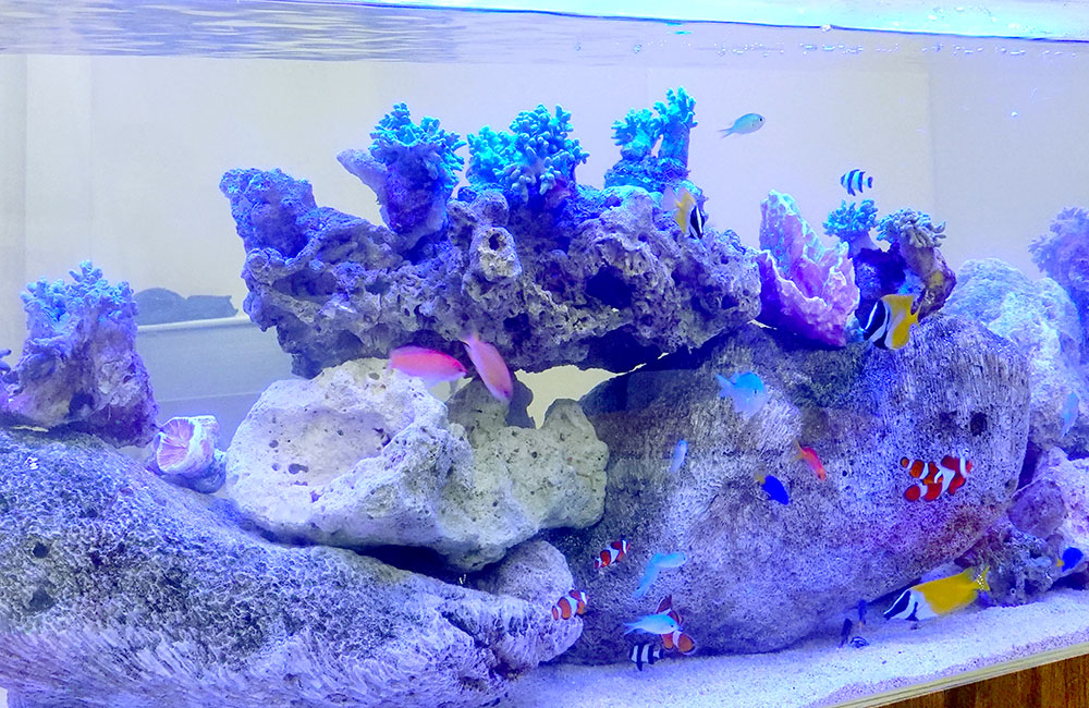 サンゴ岩とクマノミや海水魚が泳ぐ海水水槽のレイアウト