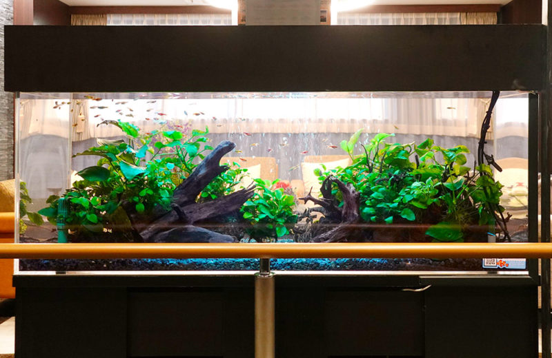介護施設様に120cm淡水アクアリウムを水槽レンタル! 水槽画像5