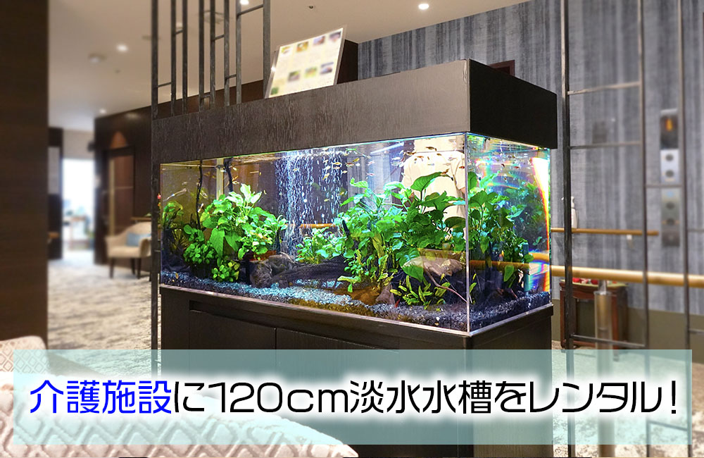 介護施設に120cm淡水水槽をレンタルの見出し画像