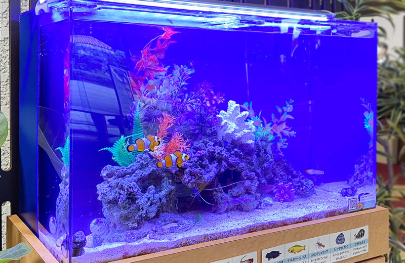 60cm淡水魚水槽　レンタル事例　その後 水槽画像２
