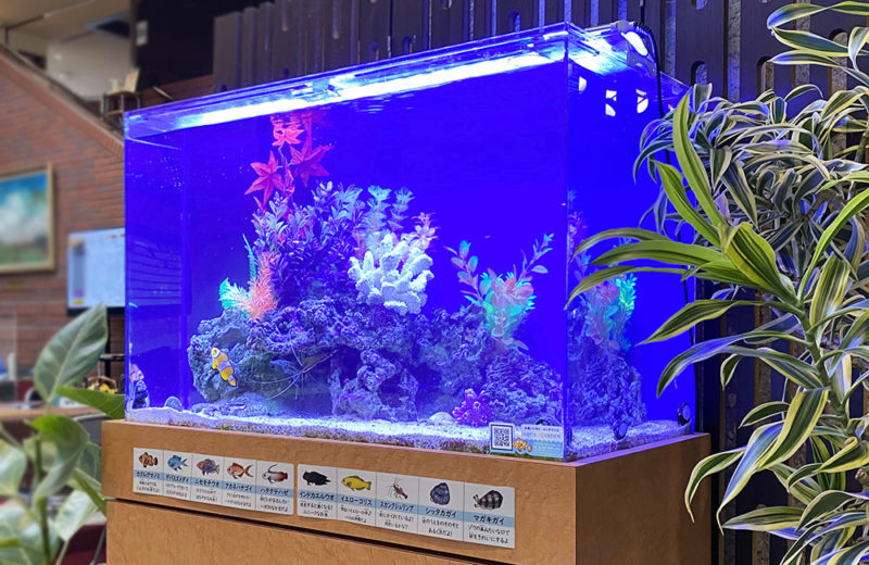 60cm淡水魚水槽　レンタル事例　その後 水槽画像５