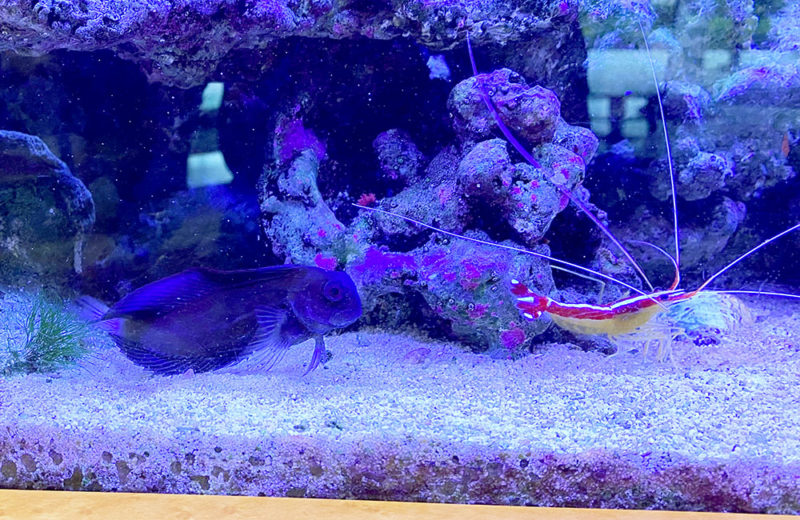 60cm淡水魚水槽　レンタル事例　その後 水槽画像４