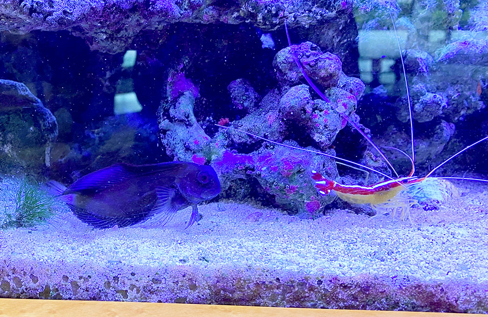 海水水槽の底砂にいるカエルウオの仲間とエビの仲間