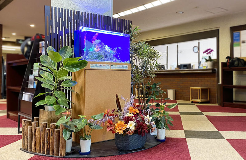 60cm淡水魚水槽　レンタル事例　その後 水槽画像１