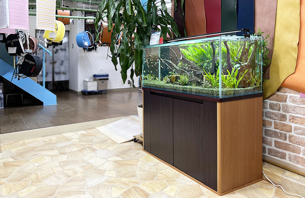 店舗に設置された水草と小型カラシンが泳ぐ大型水槽