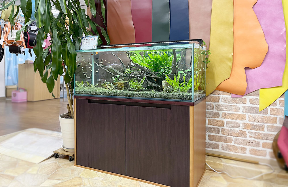 ショールームの120cm淡水魚水槽　レンタル事例のサムネイル画像