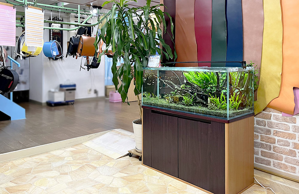 ランドセル店舗に設置された水草レイアウト水槽と観葉植物