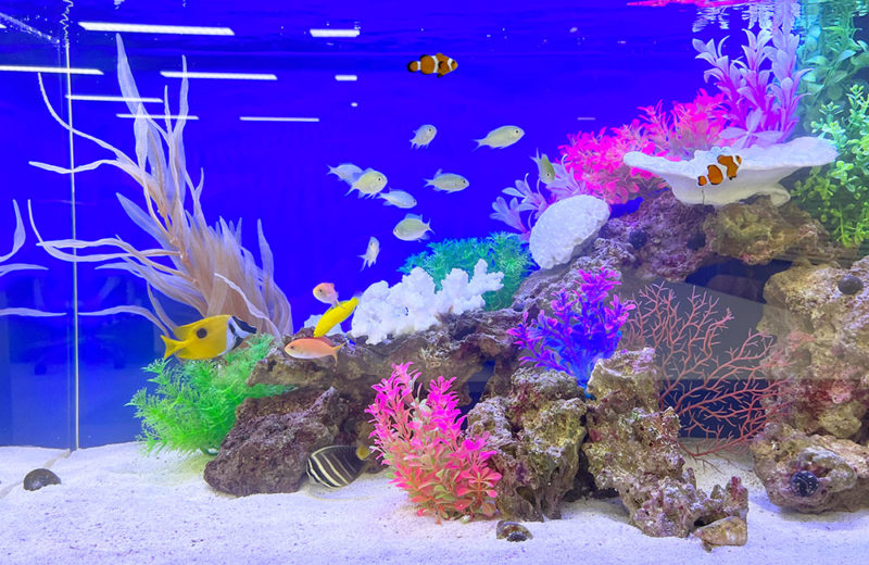 事務所内の90cm水槽その2!オフィスにぴったりの海水水槽 水槽画像4