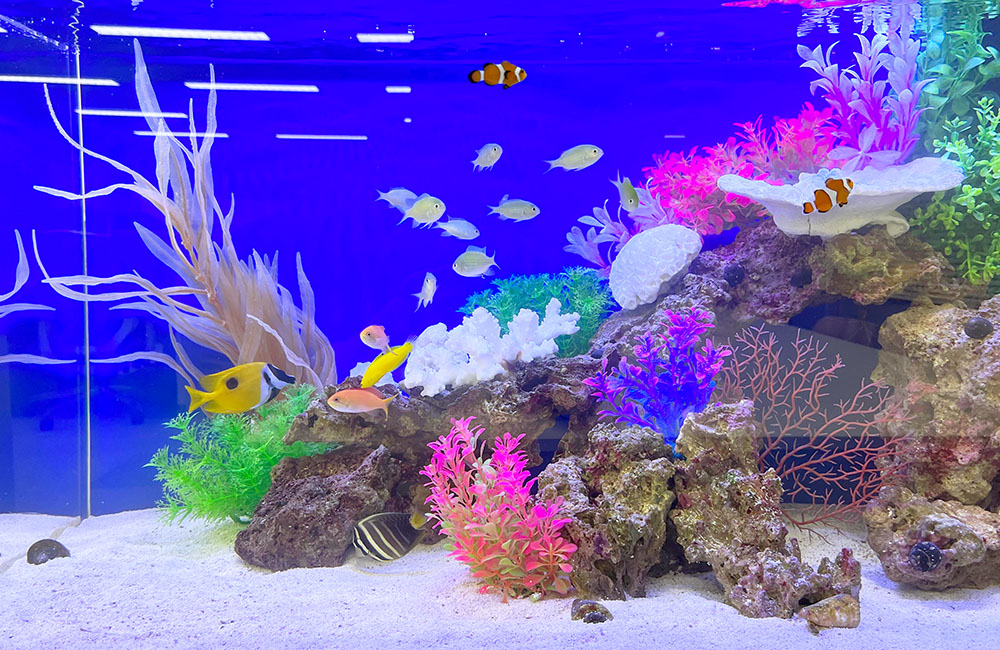 海水魚水槽