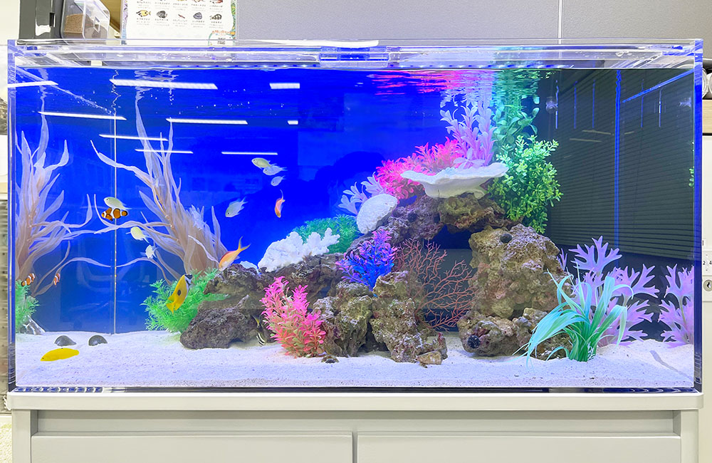 青い背景に岩と造花を配置した海水魚水槽の全景