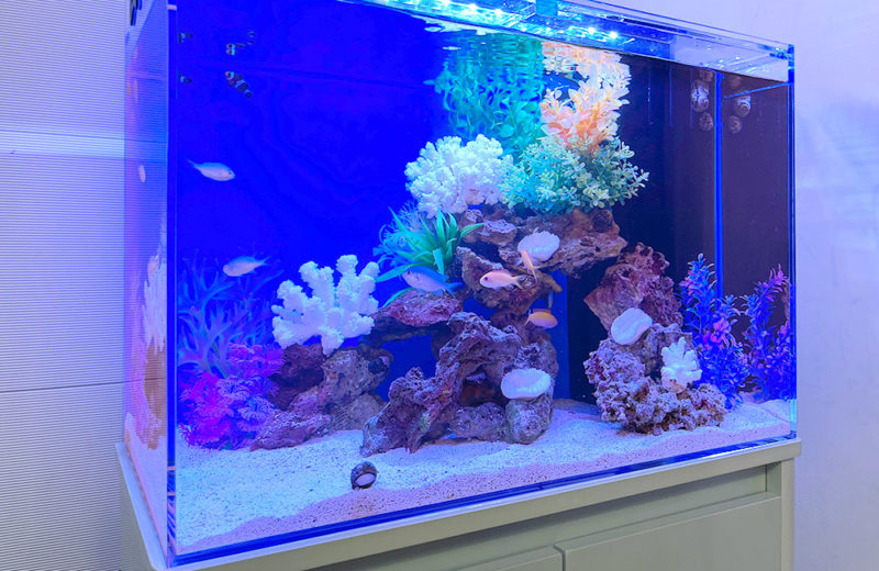 大阪府 自宅・個人宅様 60cm海水魚水槽 レンタル事例 水槽画像5