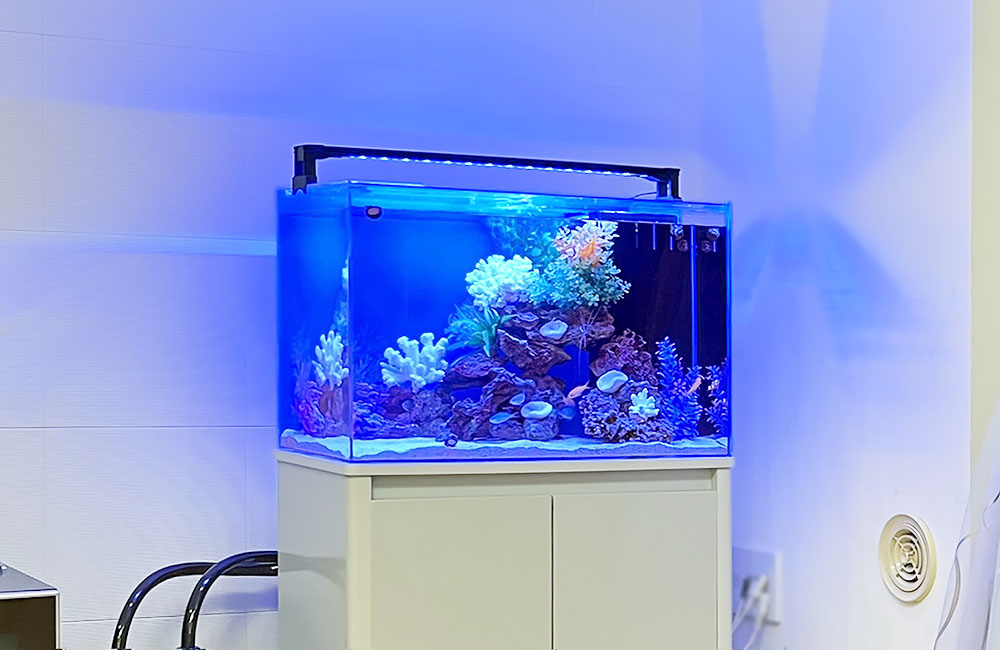 青い照明に照らされたサンゴ岩のある海水魚水槽