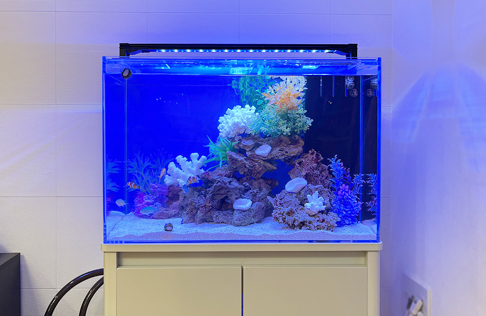 青い照明に照らされたサンゴ岩と熱帯魚の海水魚水槽