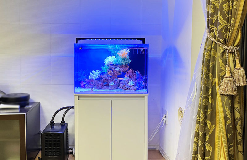 大阪府 自宅・個人宅様 60cm海水魚水槽 レンタル事例 水槽画像4