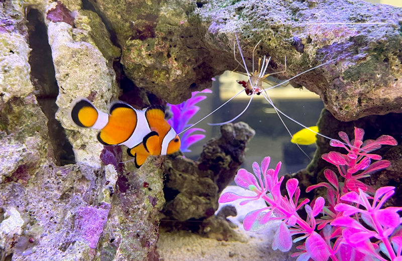 東京都千代田区 株式会社ニチレイロジグループ本社様 90cm海水魚水槽 レンタル事例 水槽画像4