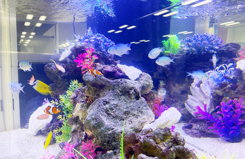 海水魚水槽