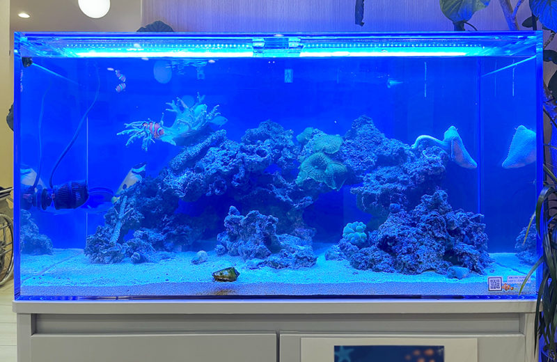神奈川県 クリニック様 90cmサンゴ水槽 レンタル事例 その後 水槽画像3