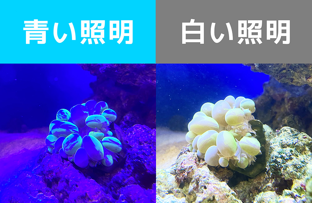 神秘的な青さが魅力の、クリニックに設置したサンゴ水槽（青い照明がサンゴの美しさを引き立てます）