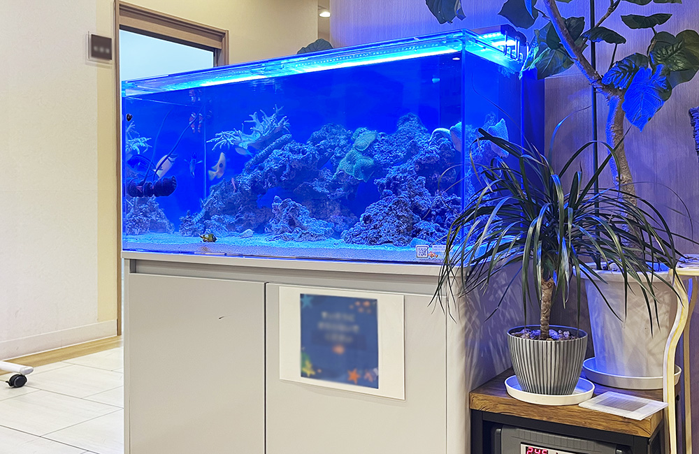 青い照明の海水魚水槽と横に置かれた観葉植物の鉢植え