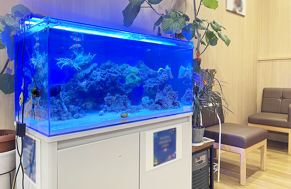待合室に設置された青い照明の海水魚水槽とライブロック