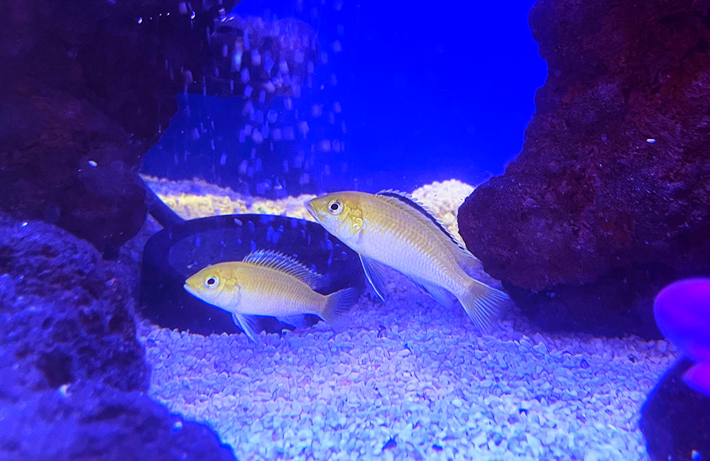青い照明の水槽内を泳ぐ2匹の黄色い熱帯魚と岩の景観