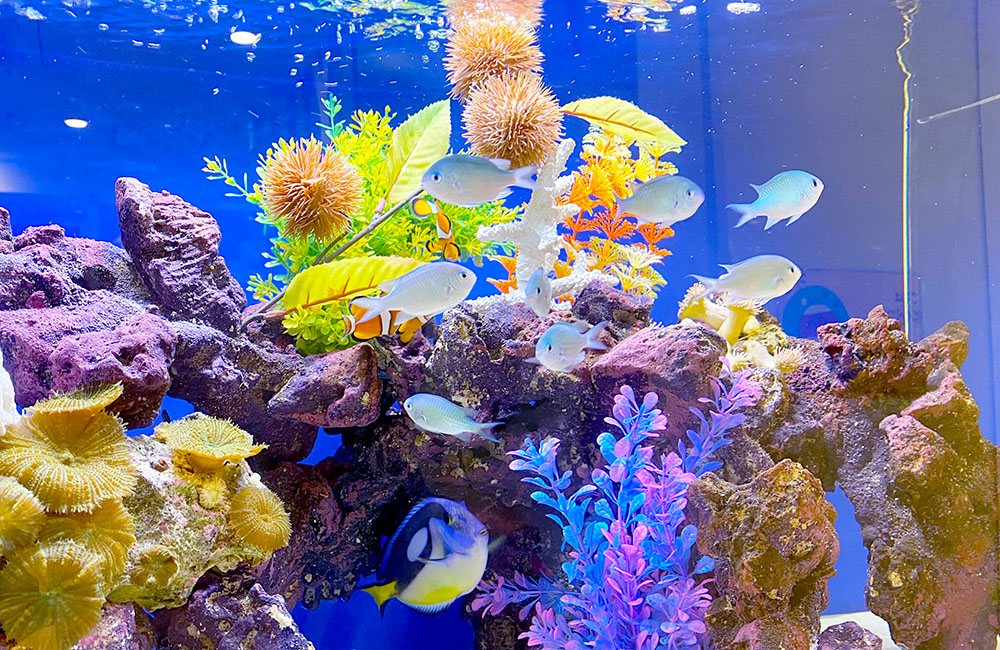 サンゴ岩と青い海水魚が泳ぐ海水アクアリウム水槽