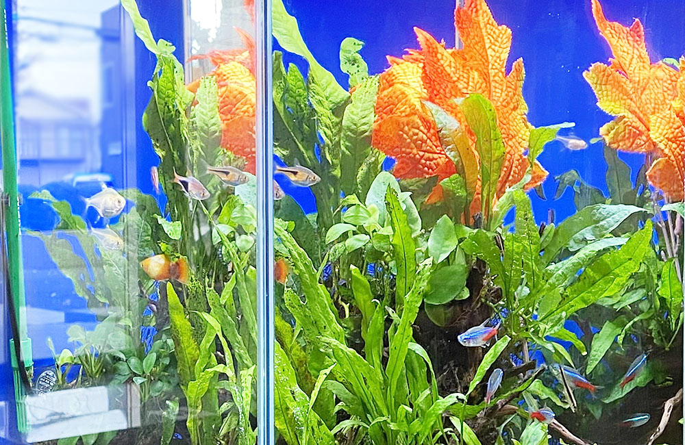 水草とネオンテトラの仲間が泳ぐ青い背景の水槽