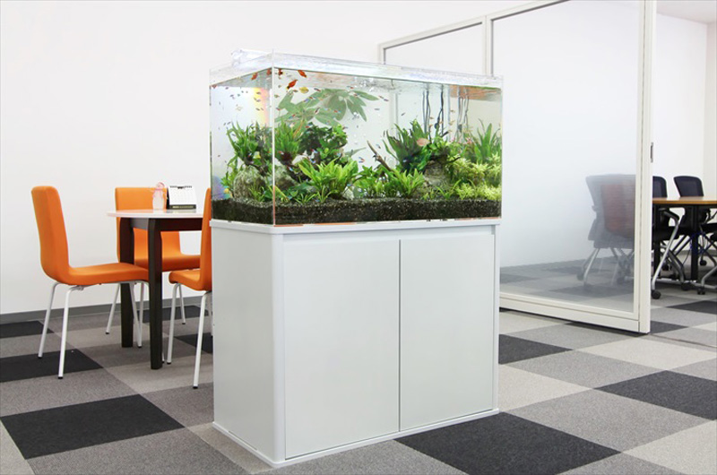 オフィスに設置された白い水槽台と水草が茂る大型水槽